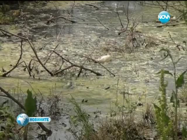 Кърлежи и комари нападат крайдунавски градове и села