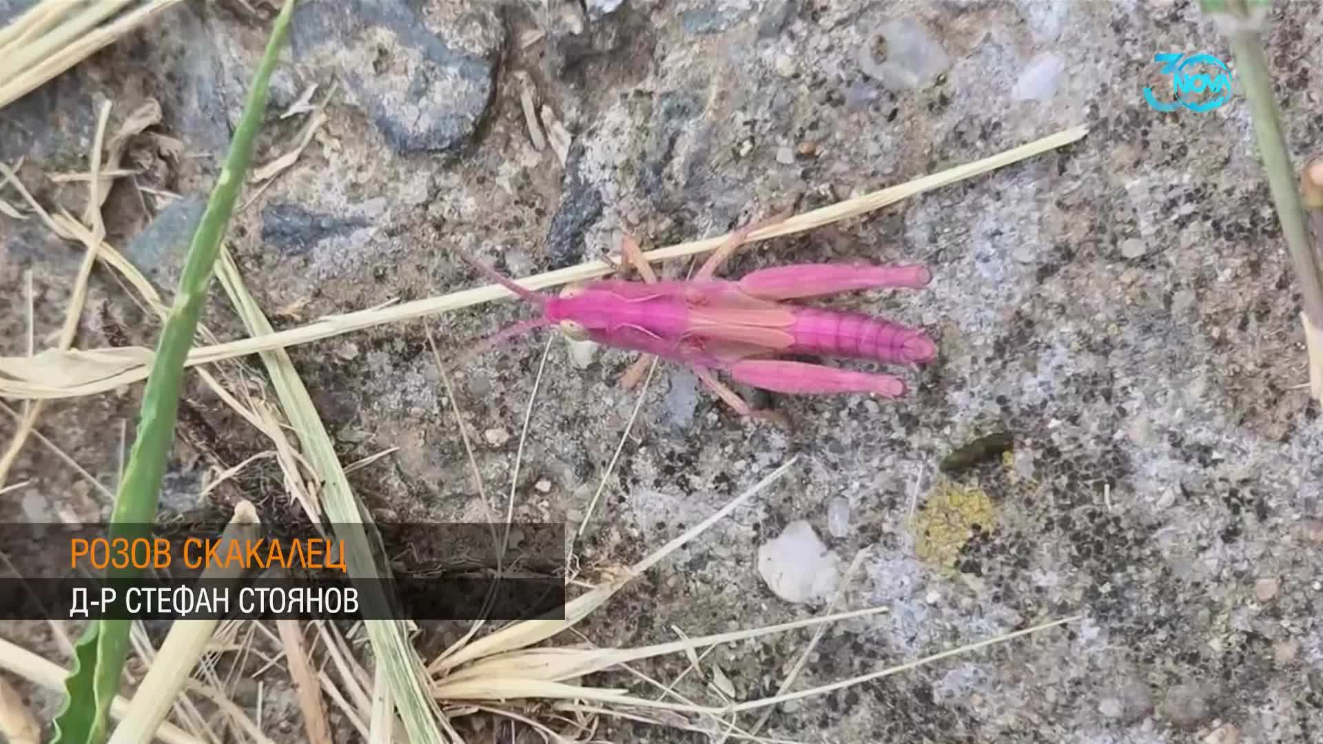 Заснеха розов скакалец във Варна (ВИДЕО+СНИМКИ)