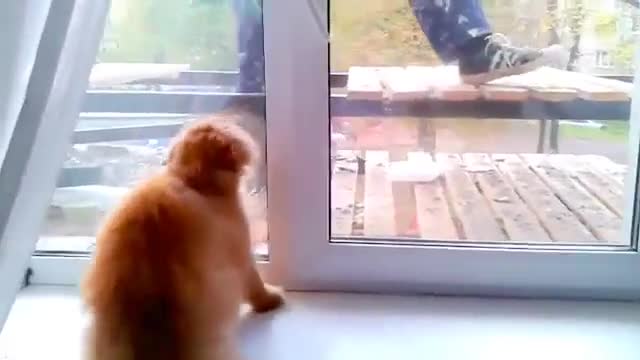 На тази котка и е дошло до гуша от майстори