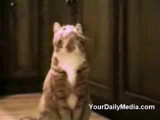 Говорещи Котки