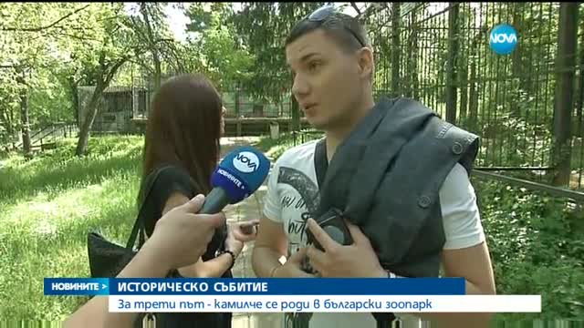 Двугърбо камилче се роди в Ловешкия зоопарк