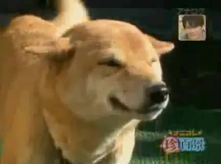 Куче се усмихва всеки път като види стопанина си!