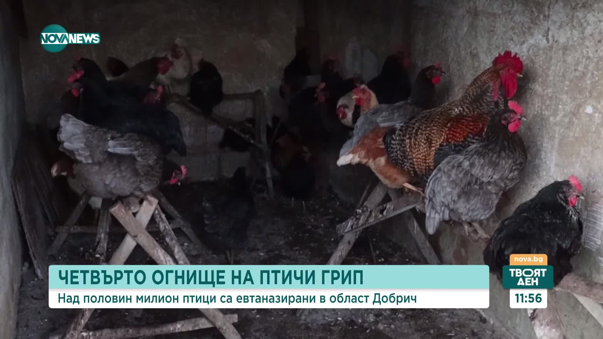 За 20 дни: Четвърто огнище на птичи грип в Добричко, над половин милион птици са умъртвени