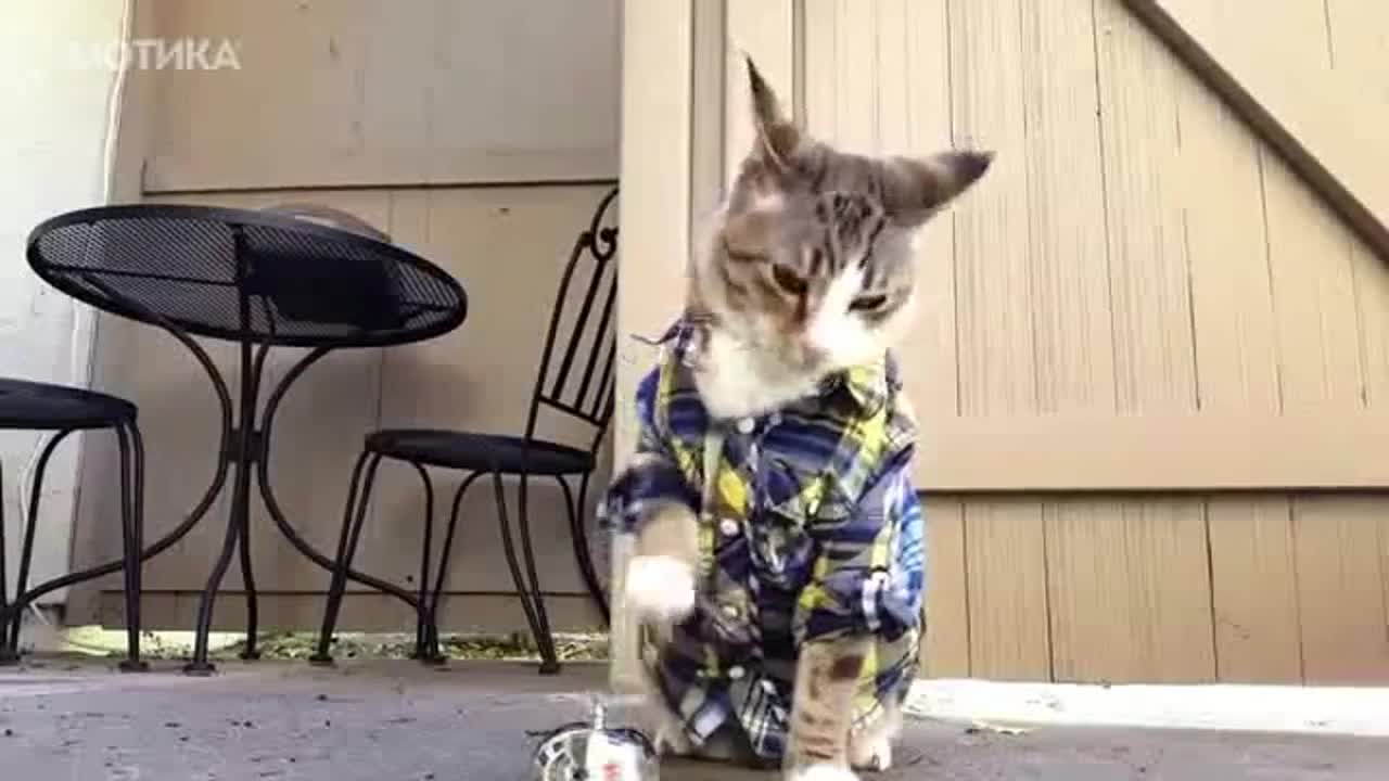 Котка звъни на звънец ! Айде де дай ми нещо за ядене