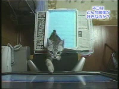 Котки Гонят Топче На Телевизора