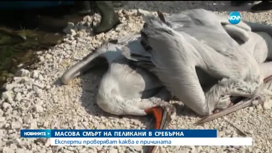 Масова смърт на пеликани в Сребърна