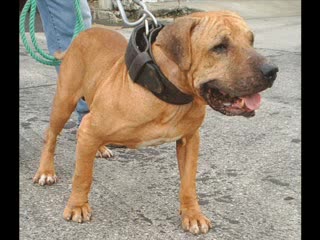 Pit Bull - Game Dog