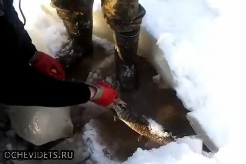 Руски изобретателни рибари ловят по елегантен начин щука в замързнало езеро
