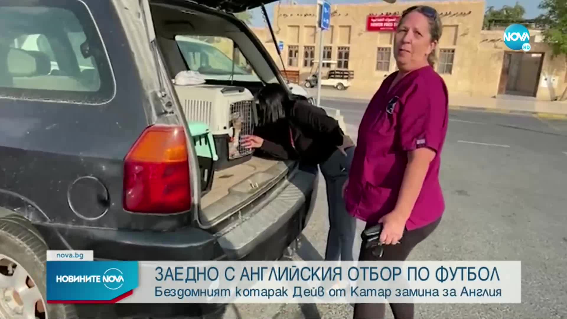 Футболистите на Англия решиха да осиновят бездомния катарски котарак Дейв