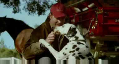 Budweiser Clydesdale Stick - Реклама
