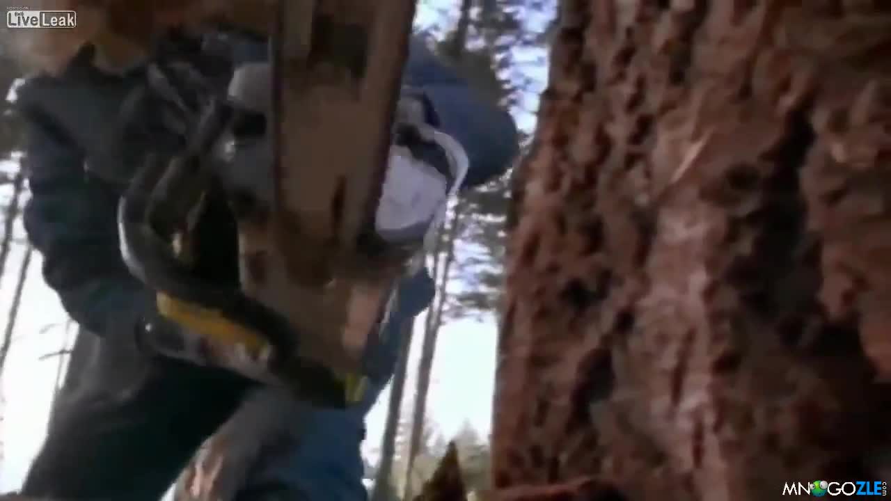 Това само Чък Норис го може
