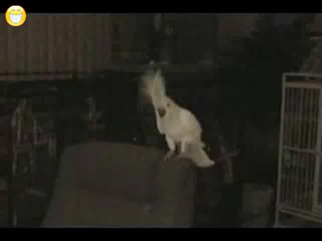 Папагал танцува на РОК музика