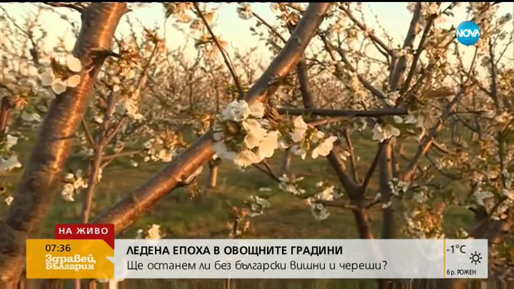 Овощари искат промяна в правилата за застраховане от слани