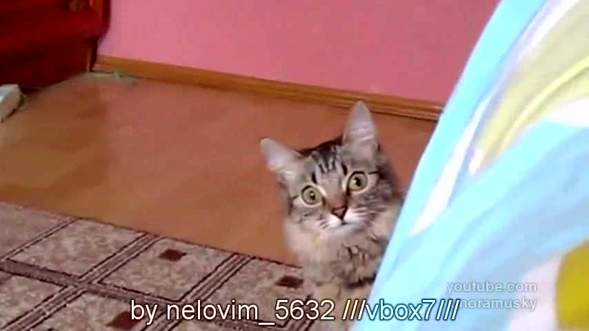 Коте гледа по-лош начин -ужас