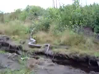 Голяма Змия в Амазонска река