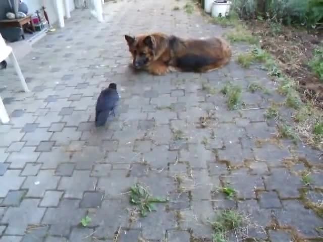 Куче и гарван си играят с топче