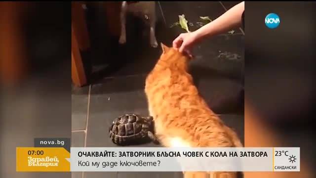 Сумо среща между костенурка и котка