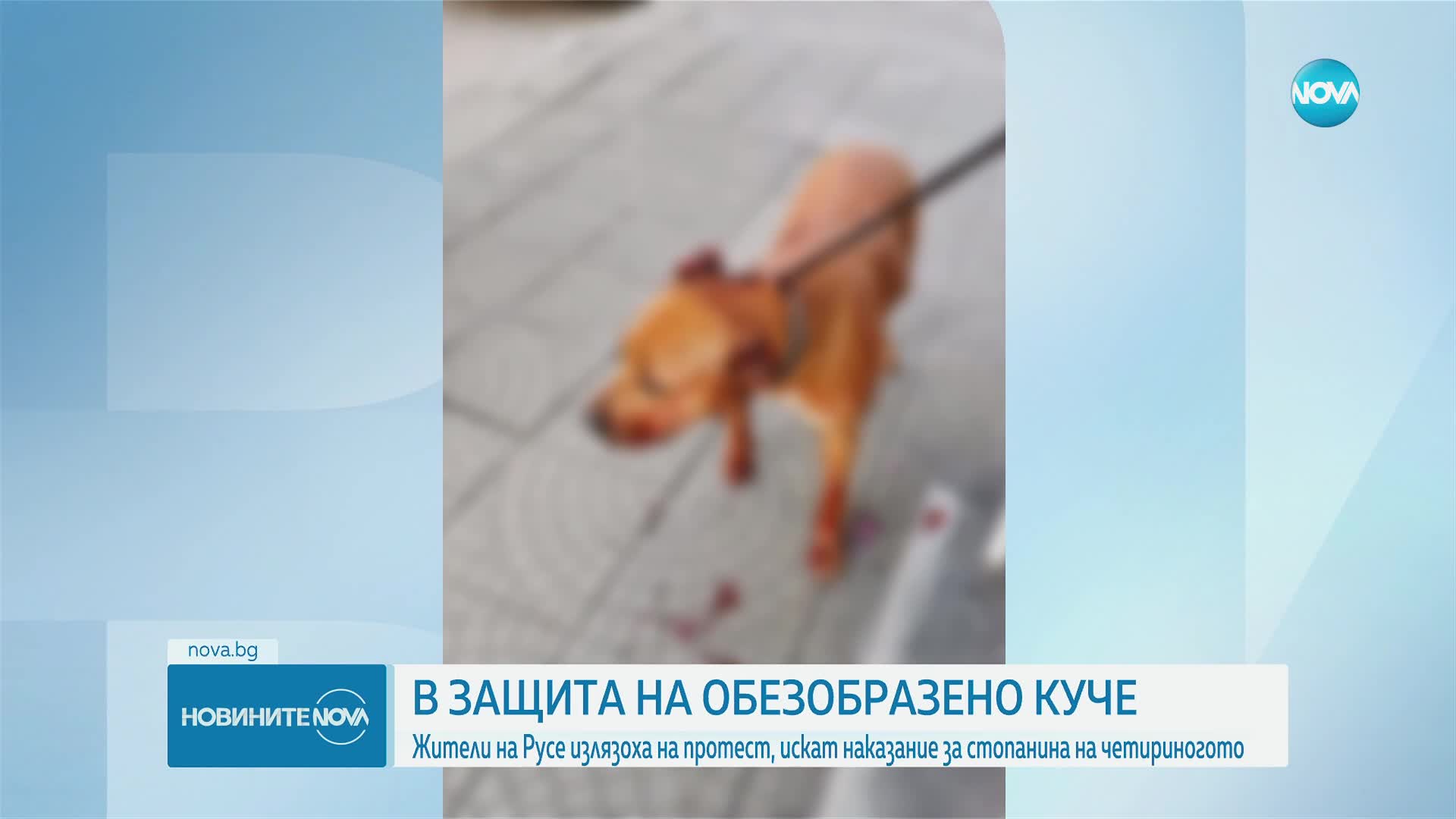 Жестокост над животно: Стопанин преби домашното си куче