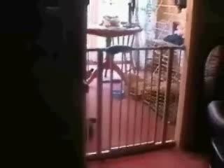 Котето, Което Не Може Да Скача - СМЕШНО