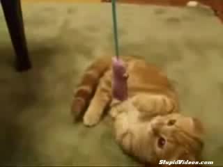Много Смешно Коте