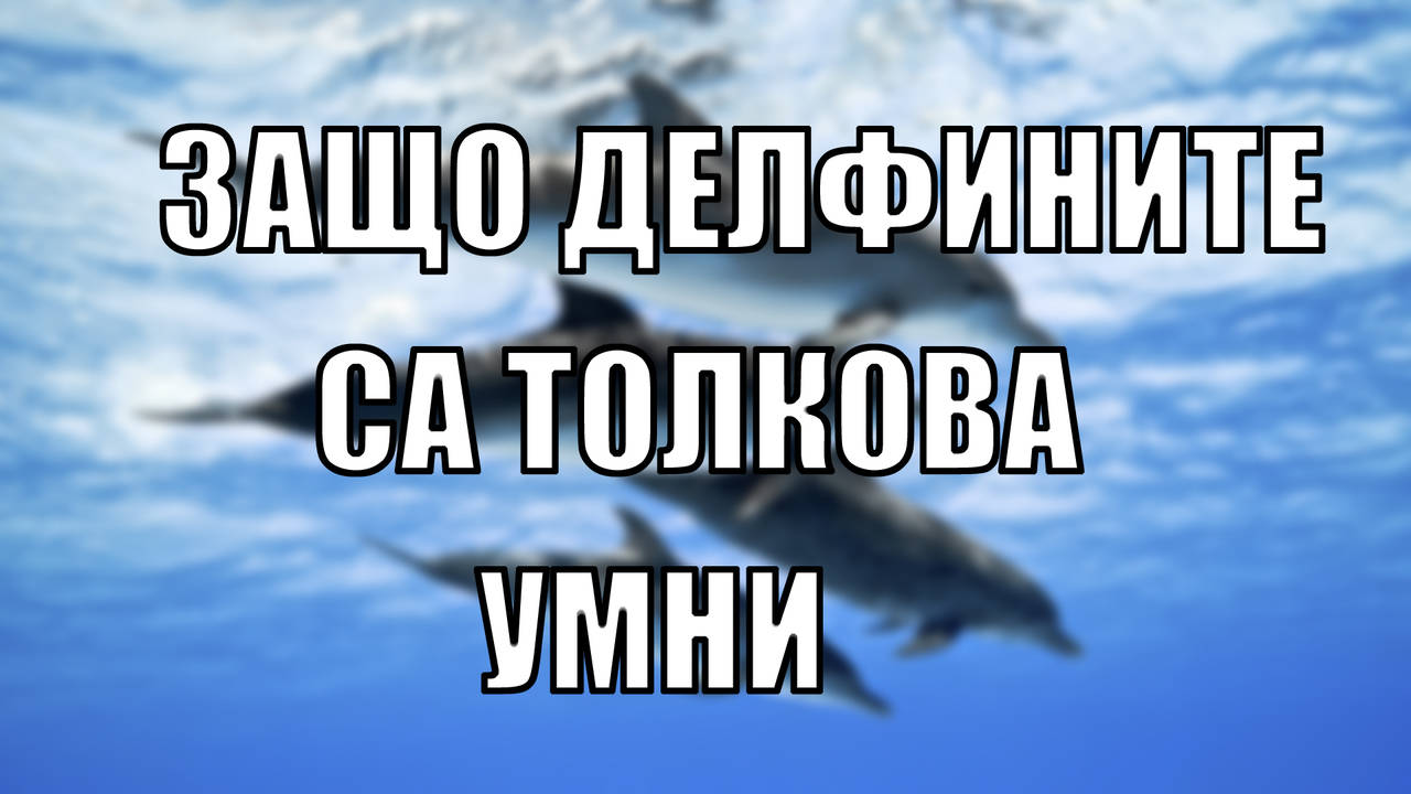 Защо делфините са толкова умни