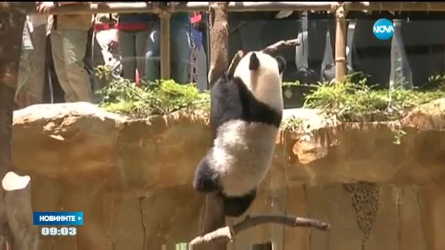 Пандите вече не са застрашени от изчезване