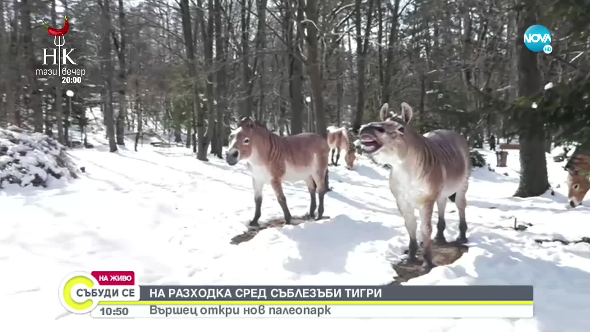 На разходка сред саблезъби тигри: Вършец откри нов палеопарк