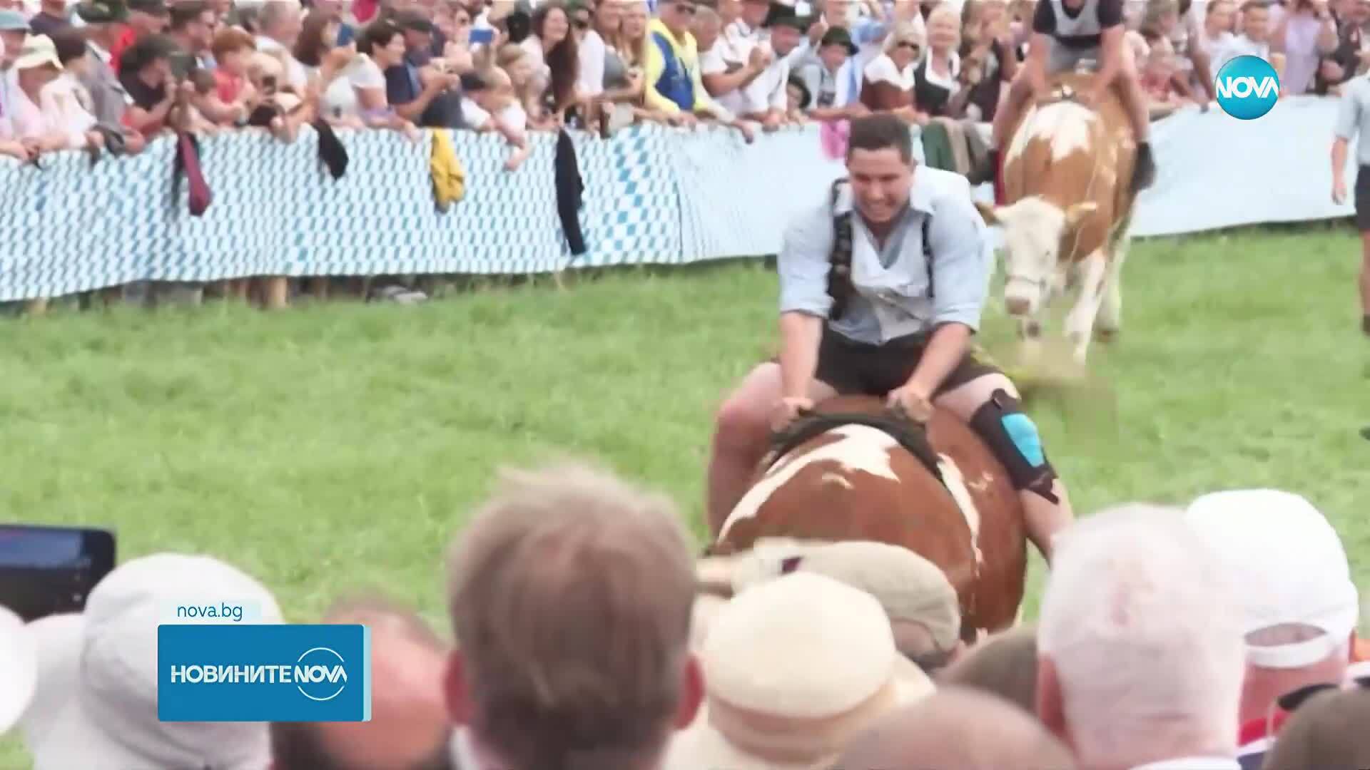 Състезание по езда на волове в Хаумсхофен