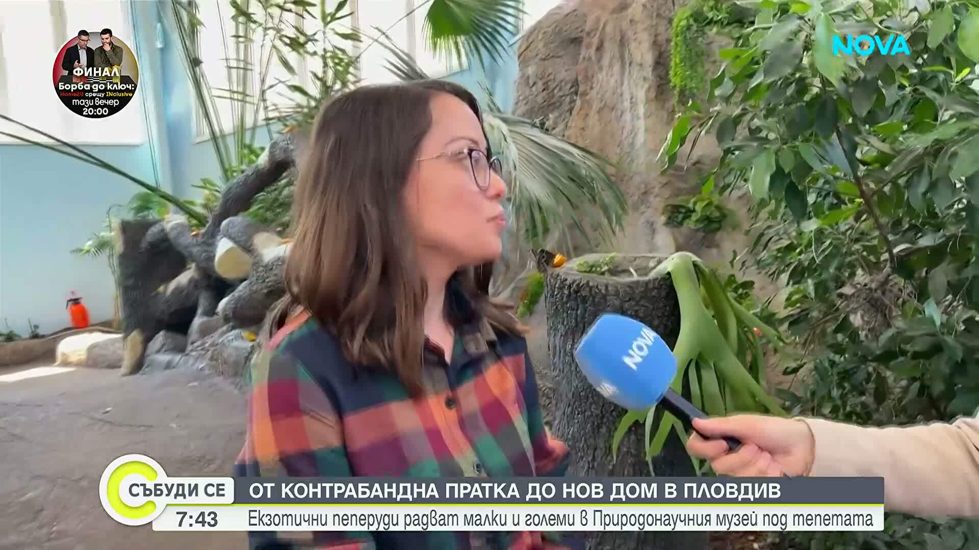 От контрабандна пратка до нов дом: Екзотични пеперуди радват посетители на Природонаучния музей в Пловдив