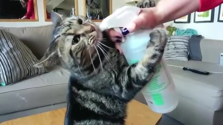 Жадно коте пие вода от бутилка с помощта на стопанката си !
