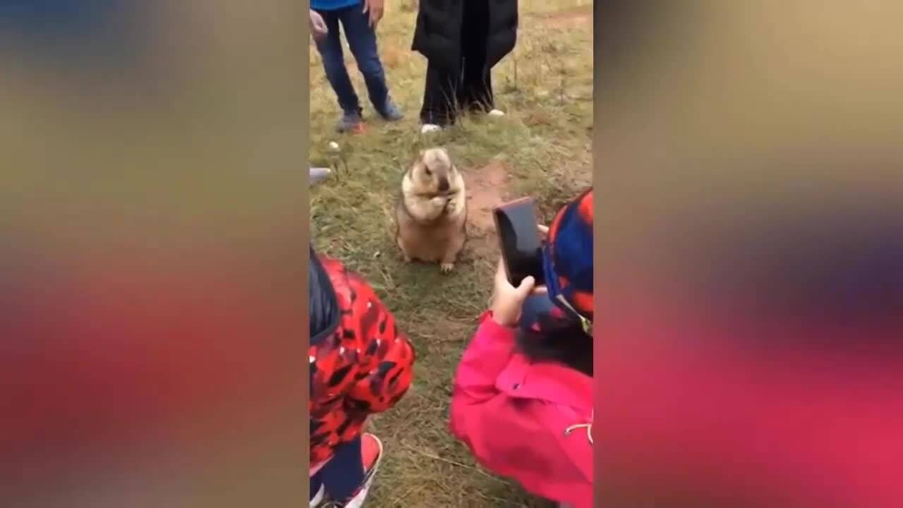 Смях до скъсване - Компилация с изцепки