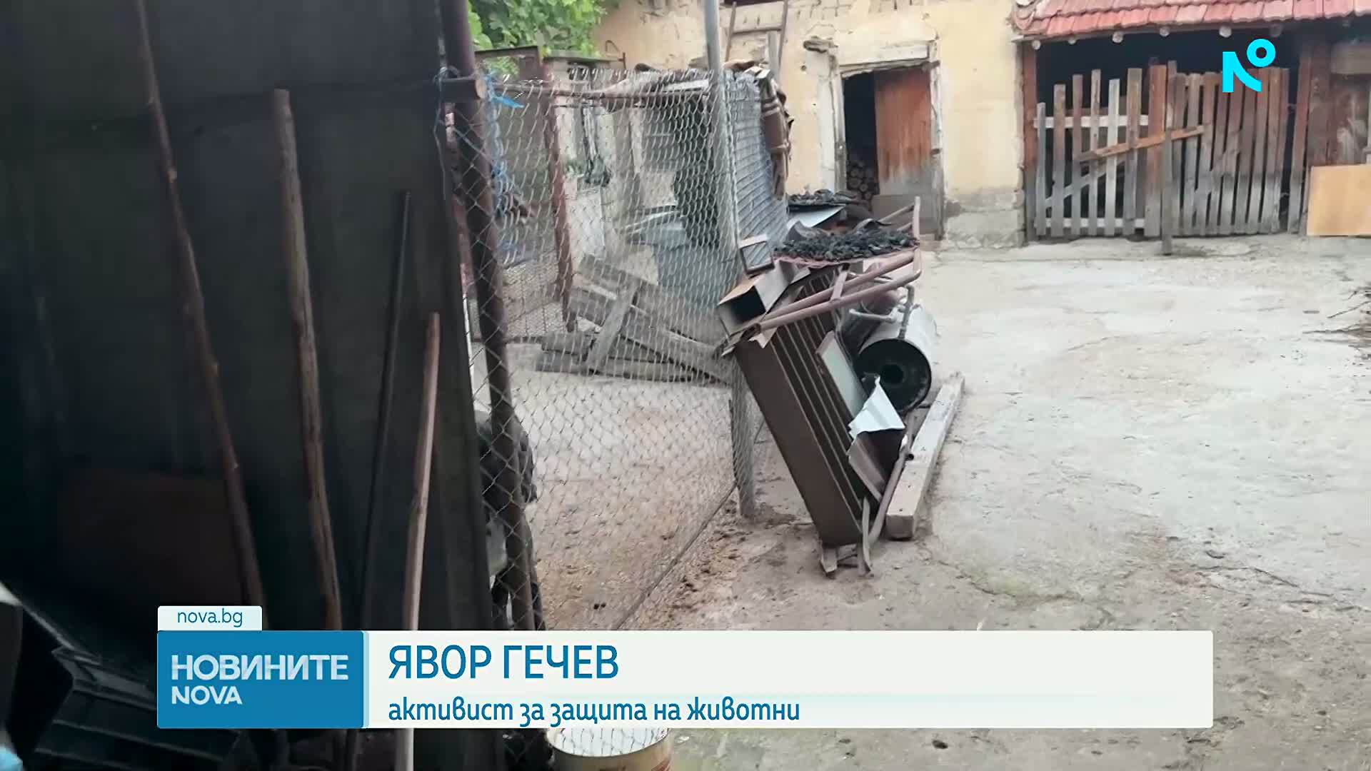 Кане корсо: Кога внушителният пазач се превръща в опасност?
