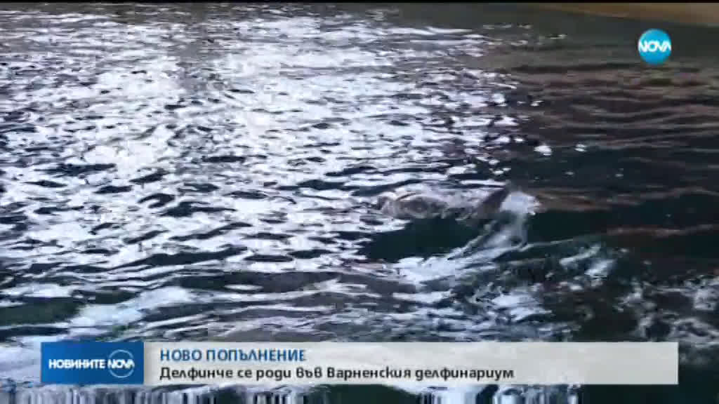 НОВО ПОПЪЛНЕНИЕ: Делфинче се роди във Варненския делфинариум