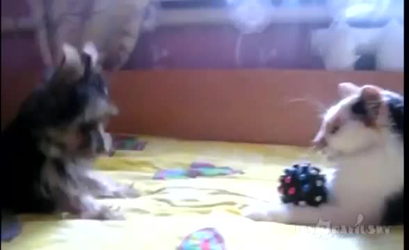 Кученцето си иска играчката обратно