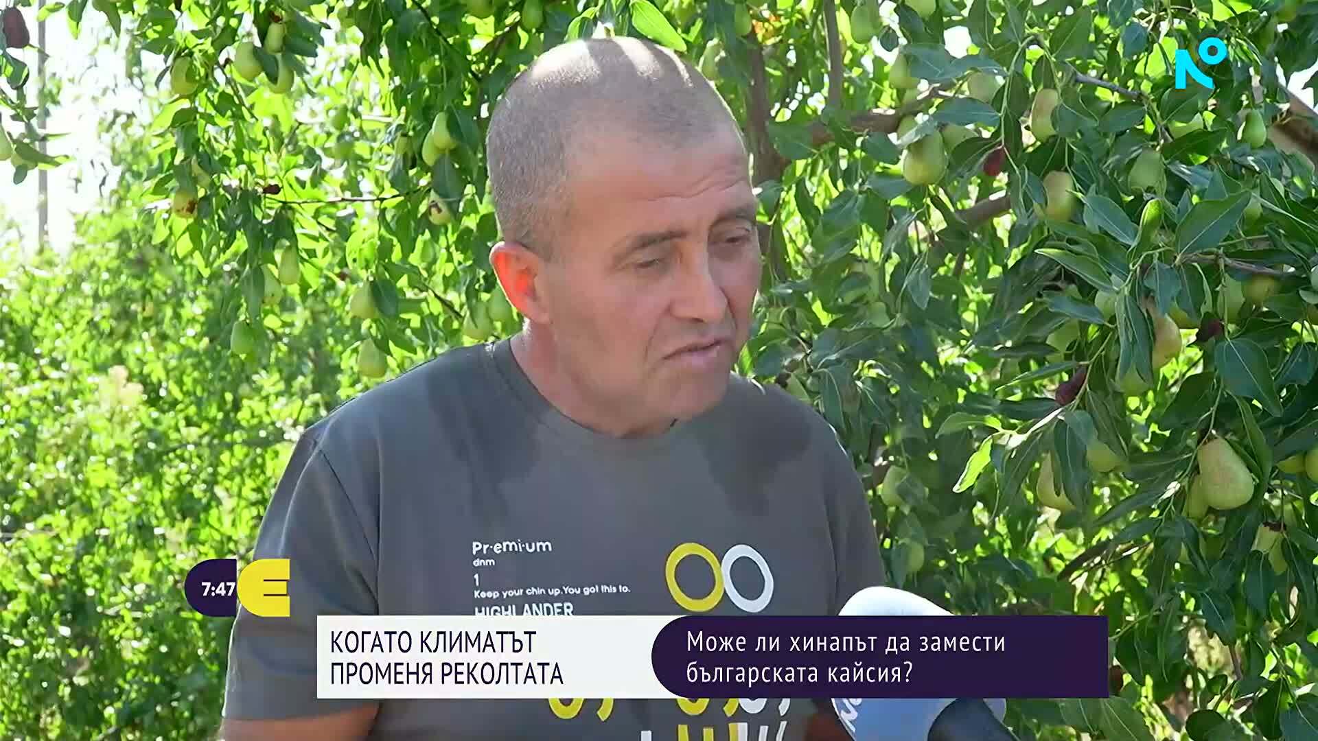 Хинапът – възможна алтернатива на традиционните плодове в Североизточна България