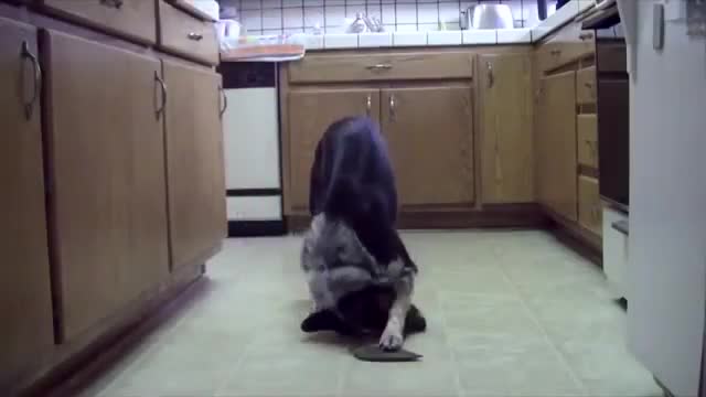 За това най - обучено куче мечтае всеки фен !