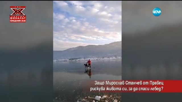 Защо мъж от Правец рискува живота си, за да спаси лебед?