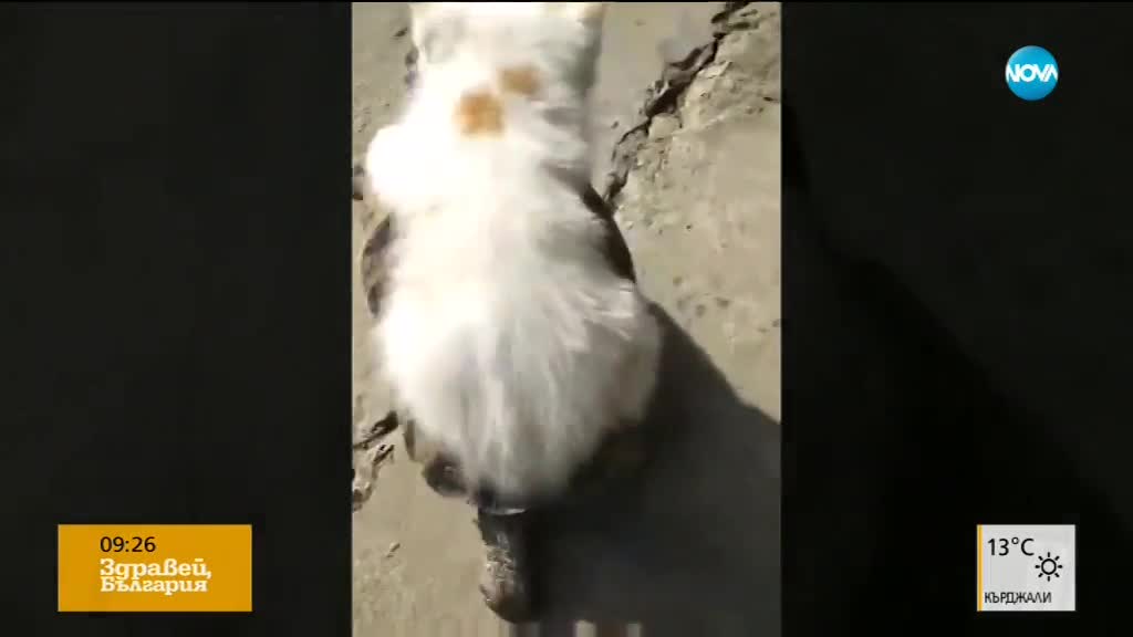 Костенурка или котешко такси?