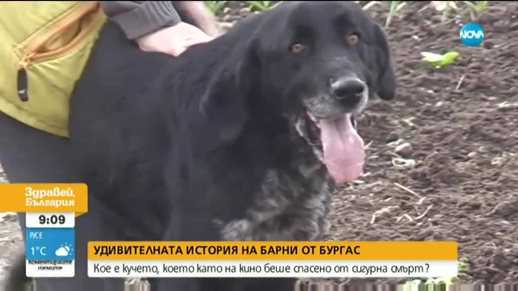 История, достойна за голям екран - изгубено куче се върна при стопаните си след месец