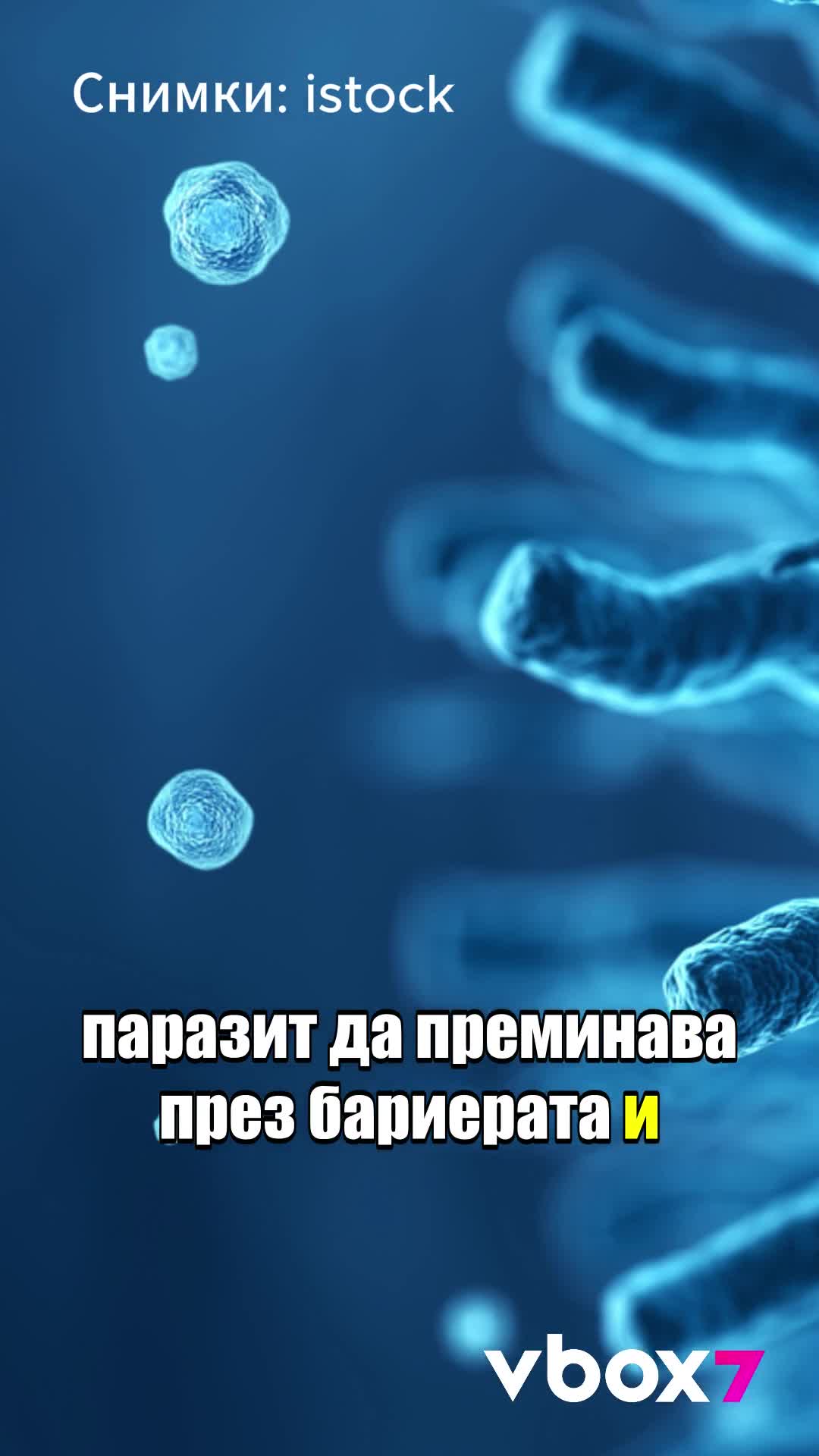 Изпражнения на котки ще лекуват човешки болести??