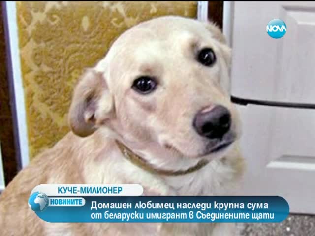 Куче наследи милион от американец