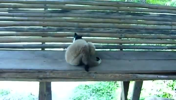 Закачлива маймуна си играе с коте !