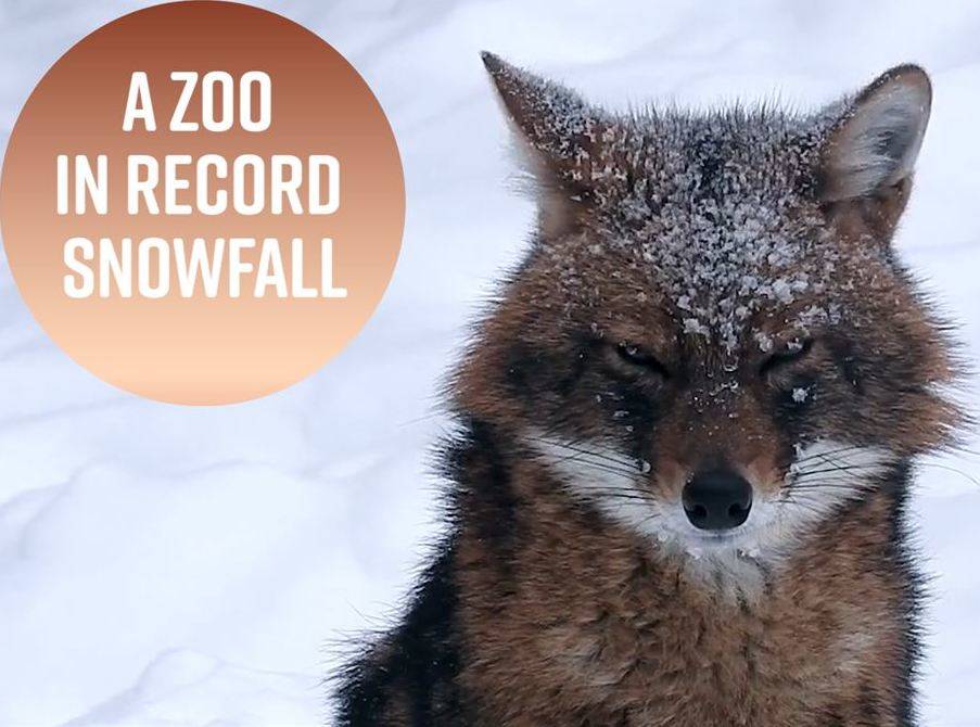 Рекорден снеговалеж превърна московския зоопарк в приказно място