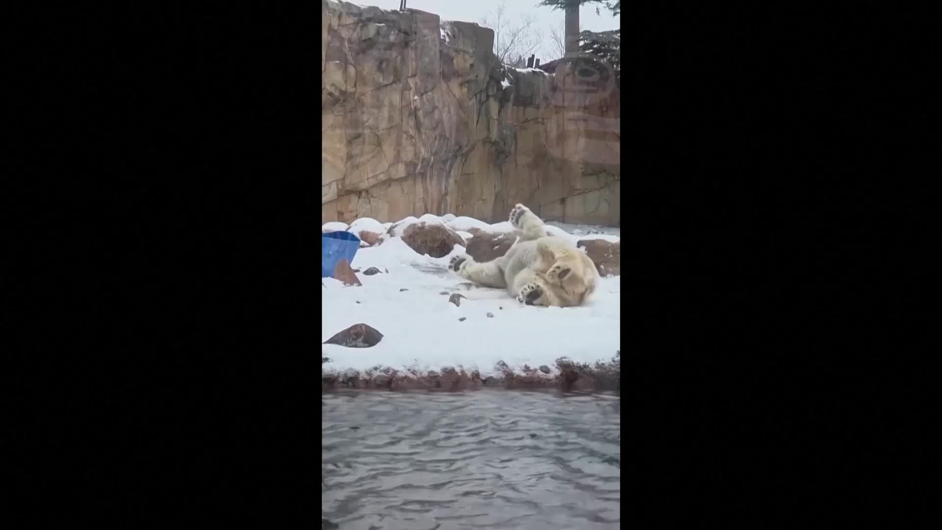Полярна мечка от зоопарка в Мемфис се наслаждава на снега (ВИДЕО)