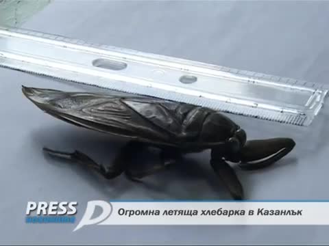 Огромна летяща хлебарка в Казанлък