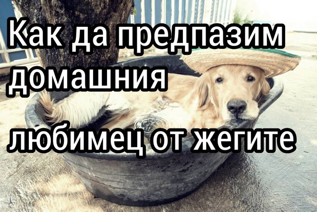 Как да предпазим домашния любимец от жегите