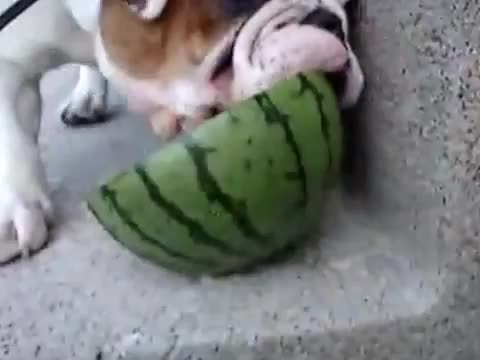 Услади му се динята .
