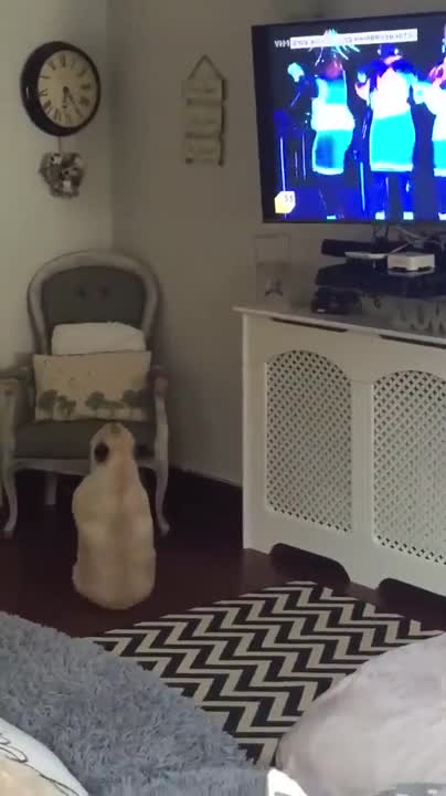 Мопс показва интересни движения на песента - Wake me up before you go go