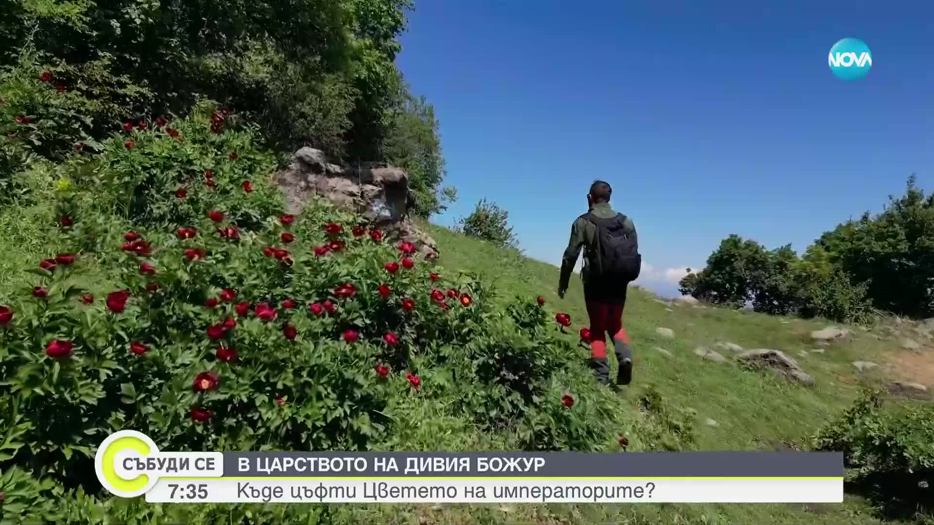 „Дотам и обратно”: В царството на дивия божур