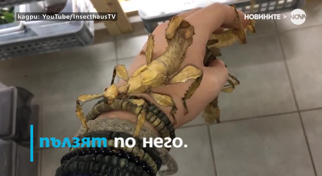 СТРАННО ХОБИ: Какво е да колекционираш насекоми?